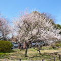 大倉山の梅林♪