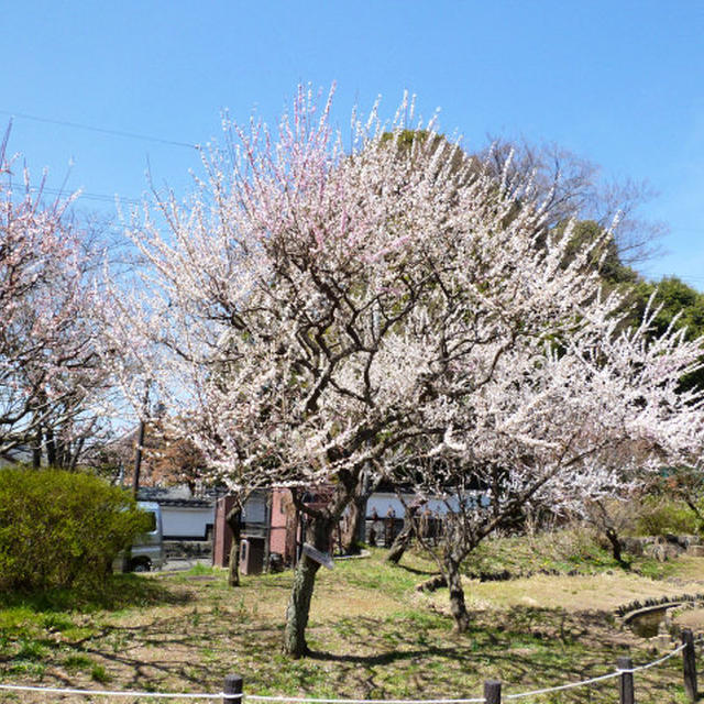 大倉山の梅林♪