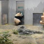 上野動物園のパンダ。