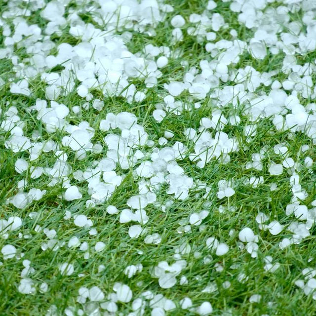 【コラム更新】初夏はひょうに注意の季節！？