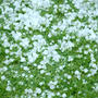 【コラム更新】初夏はひょうに注意の季節！？
