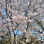 今年も届いた広島の桜写真