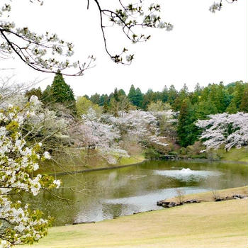 川村記念美術館　見頃を迎えた桜・さくら・サクラ　