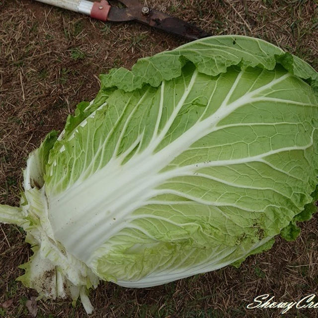 白菜の本格収穫第1弾はまさかの6.4kg m)ﾟOﾟ'(m ヒャ～