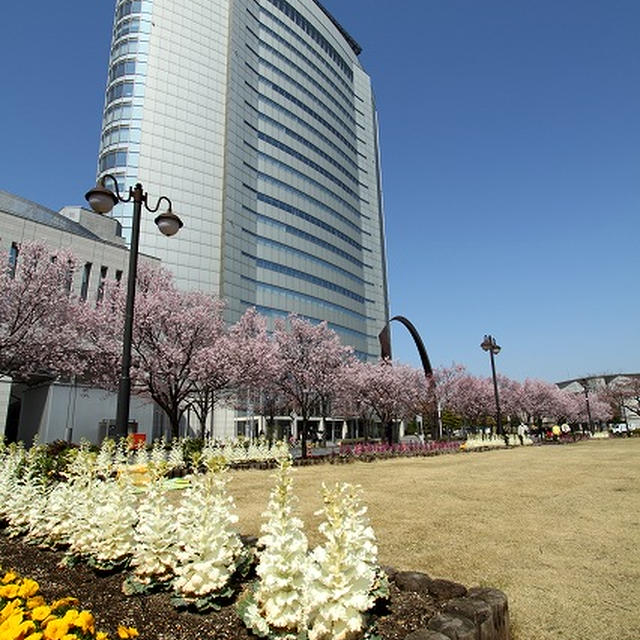 お花見日和