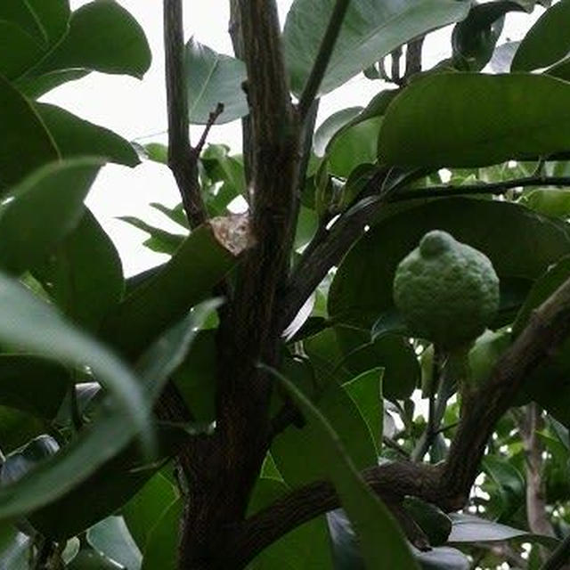 今年の花ゆずの収穫予想と秘蔵の柚子ジャムとカシワバアジサイ