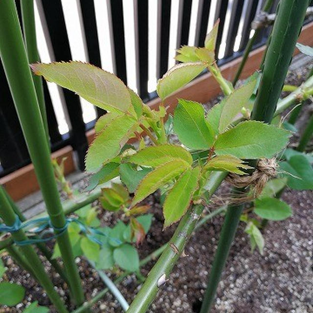 春になったと感じる時は？