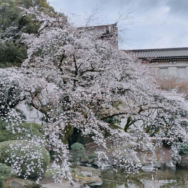 博物館でお花見を　国立東京博物館の庭園が見頃です！
