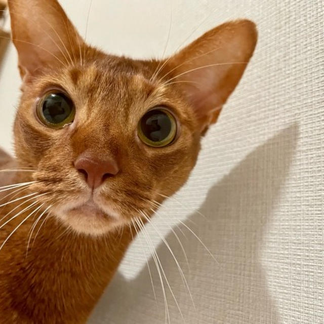 ひめちゃんの香箱下手くそが「ねとらぼ」さんに紹介されました♪