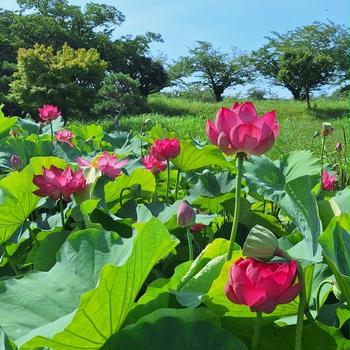 蓮の花とスズメ