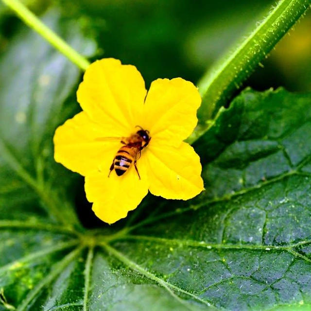 ミツバチときゅうりの花