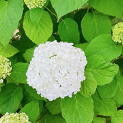 【梅雨入りと紫陽花（あじさい）と先日の健康診断結果】