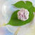 紫陽花の練りきり