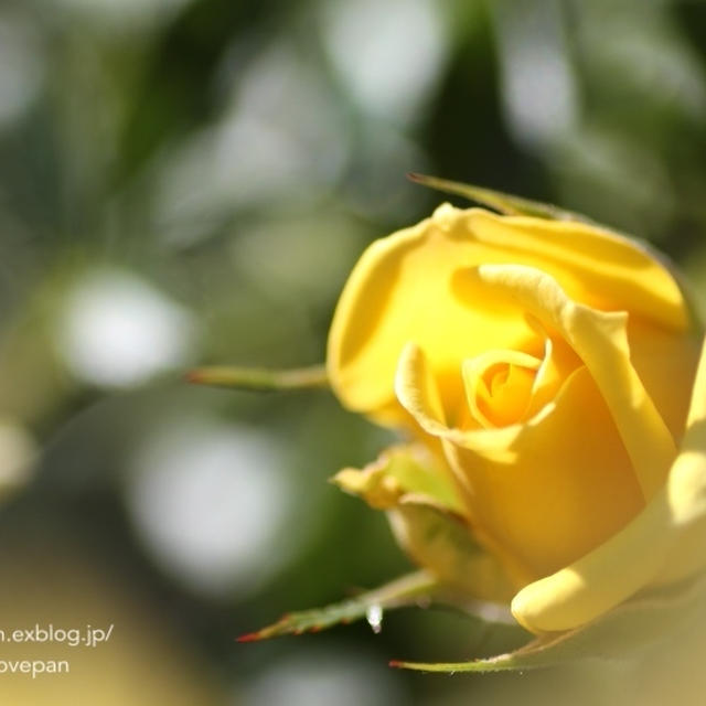 黄色いバラに魅せられて