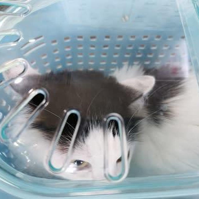 小梅と桃之介の2匹を連れて動物病院へGO！
