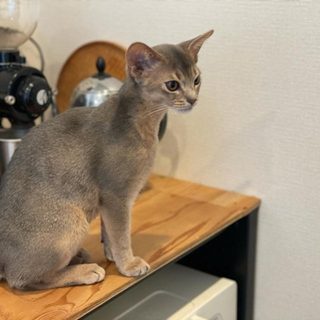 気になるオトシゴロ…