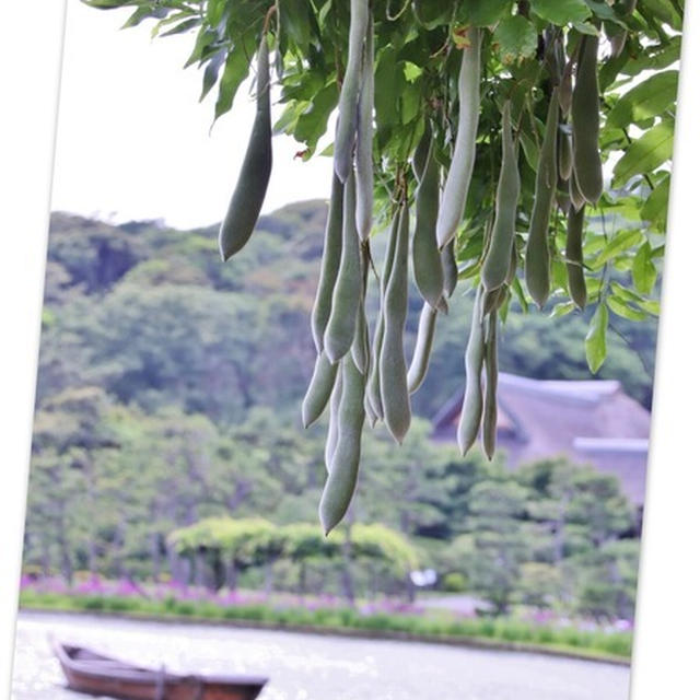 三渓園 6月