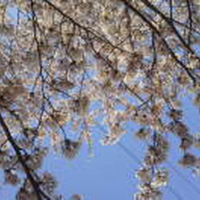 ☆桜満開☆