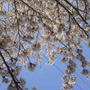 ☆桜満開☆