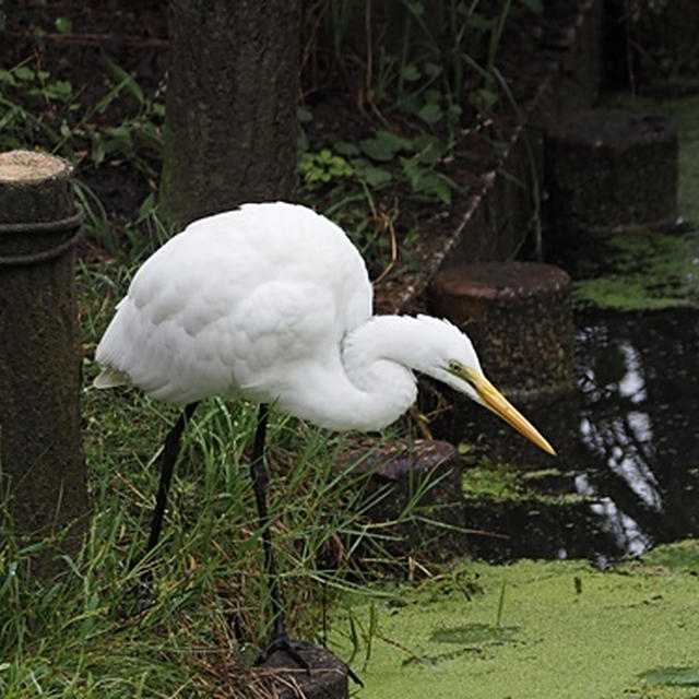 ２０２４年１０月末の公園探鳥