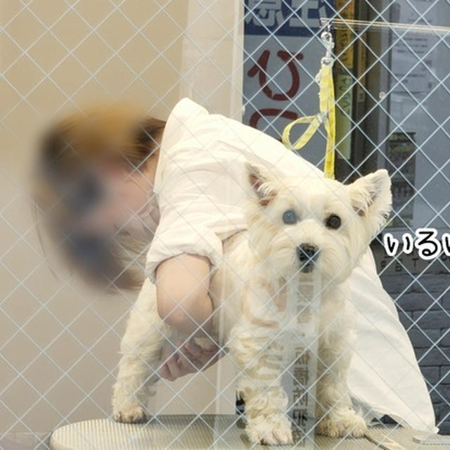 飼い主は、萌えてしまった…。