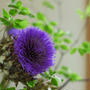 アーテイチョークの花