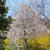 枝垂れ桜満開 ♪