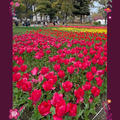 関内・横浜公園～例年よりも1週間遅れてチューリップ開花！