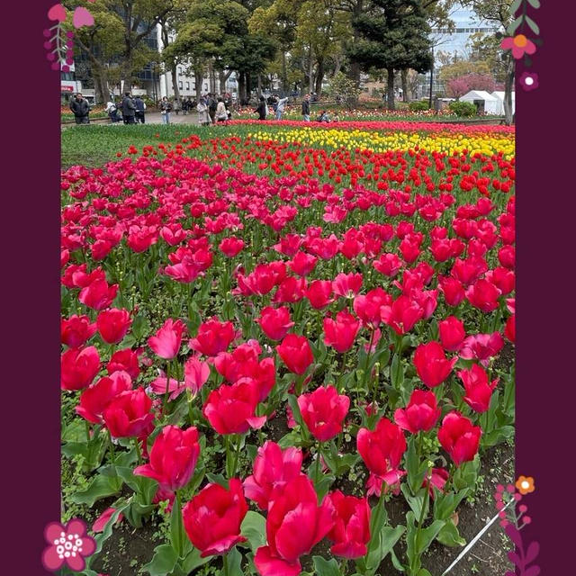 関内・横浜公園～例年よりも1週間遅れてチューリップ開花！