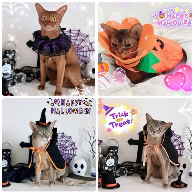 HAPPY HALLOWEEN🎃ニャンズ2023