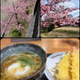 河津桜を見に奈良の「馬見丘陵公園」へ