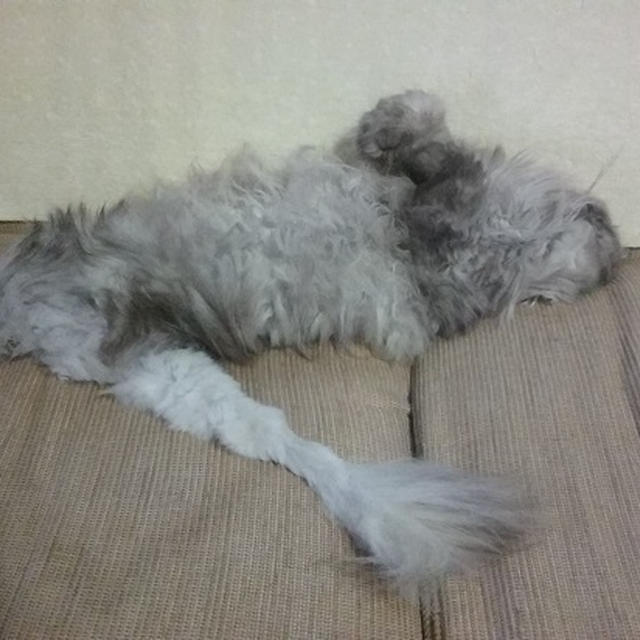 愛猫、フィーフィーちゃんの日課。。。♡(=^・^=)!?
