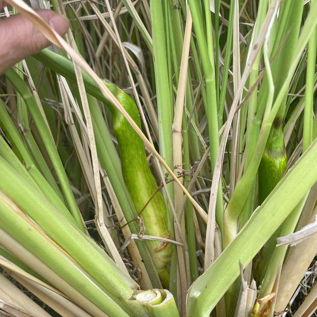 神の宿る草を食べると神の子になる！