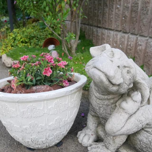 スーパーベルダブルチェリーリップル、単品植え