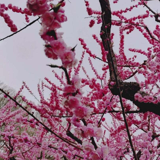 最終日の平岡公園梅まつり