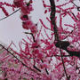 最終日の平岡公園梅まつり