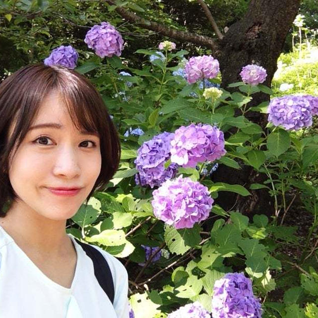 見頃のアジサイ  色の違いはどうして生まれる？
