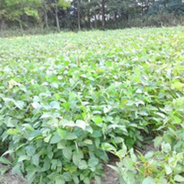 自然栽培の農家さん「ときの森」の畑に行ってきました♪