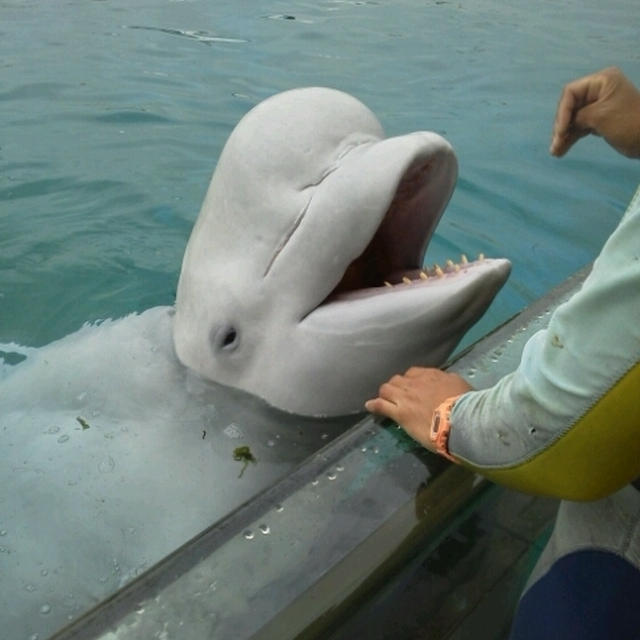 アクアリゾーツ（水族館）でのイルカと仲良しな海～キッズ探検隊