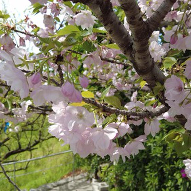 和歌山県西牟婁郡上富田町付近の桜 ★ 2021/04/01現在