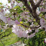 和歌山県西牟婁郡上富田町付近の桜 ★ 2021/04/01現在