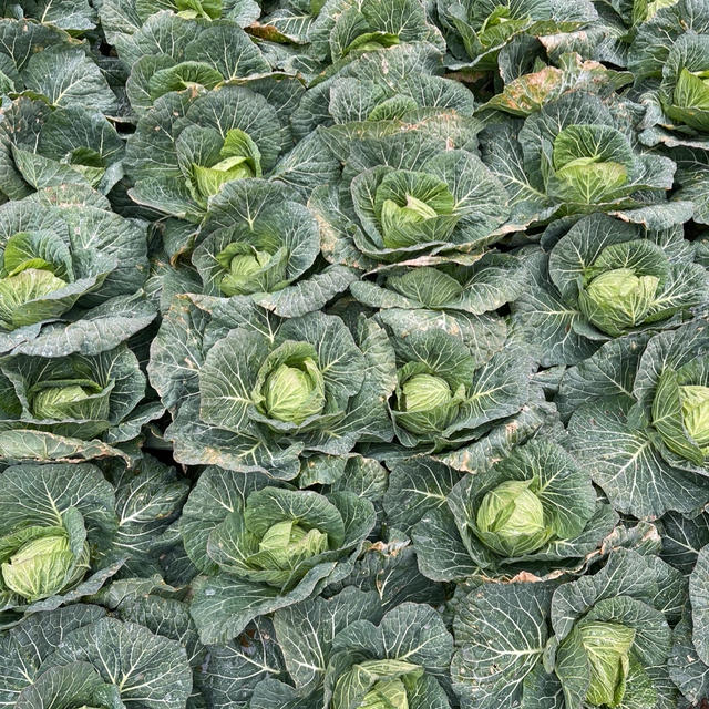 千葉県の野菜たち