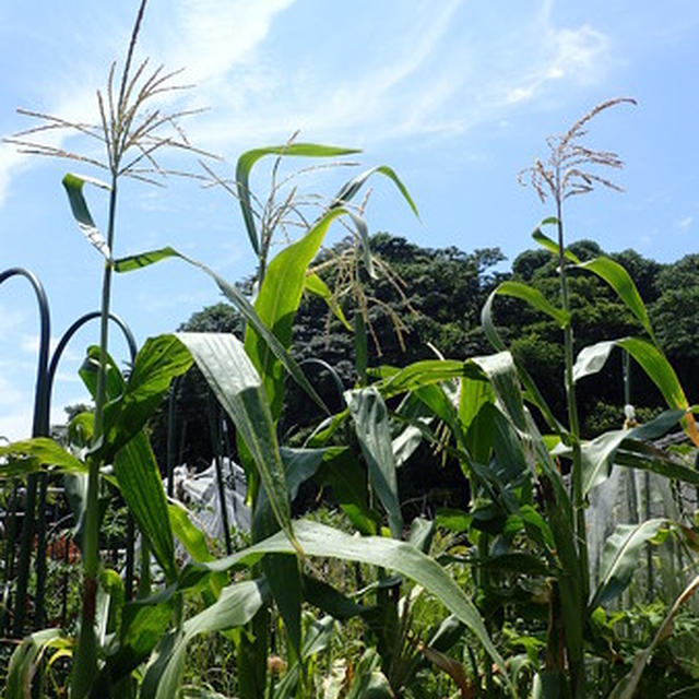 プランター菜園（8月初旬）☆レインボーコーン（グラスジェムコーン）
