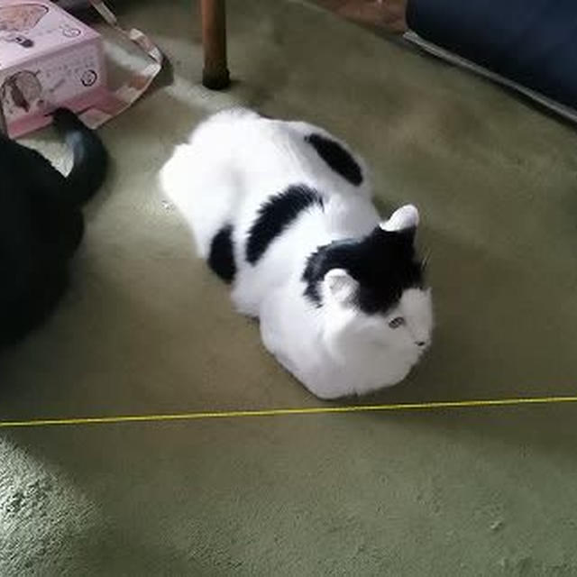なぜか一列