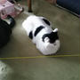 なぜか一列