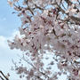 早咲きの桜 & 古民家風のお蕎麦屋さん