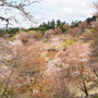 いざいざ奈良♪　吉野山の桜