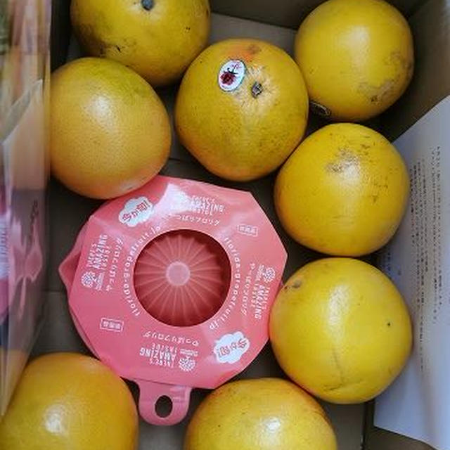 フロリダ産グレープフルーツ♪