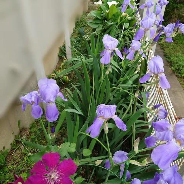 狙った時期に花を咲かせるのは難しい