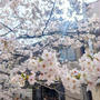 一枝からピンクと白の桜♪京都の桜並木＆大津の桜もｗ